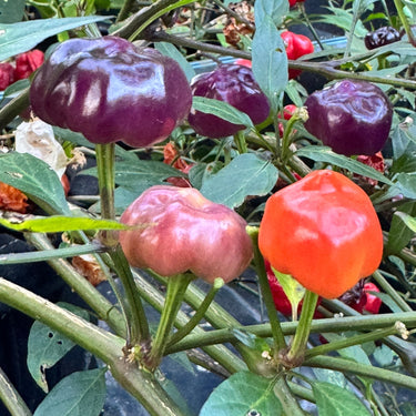 Purple Pumpkin - Seeds - The Pepper Pantry (Formerly Marie Sharp's)